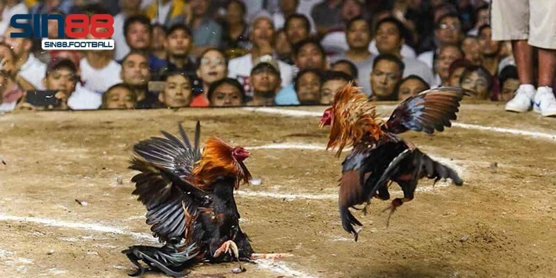 Cá Cược Đá Gà - Tiết Lộ Kinh Nghiệm Hiệu Quả Như Cao Thủ